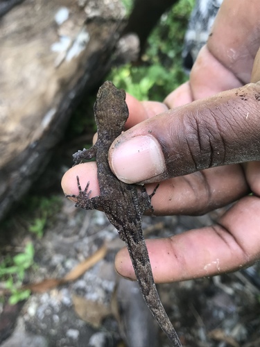 Nactus multicarinatus
