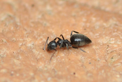 Technomyrmex difficilis