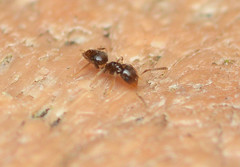Brachymyrmex obscurior