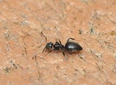 Technomyrmex difficilis