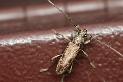 Elaphidion