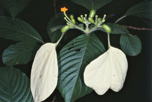 Mussaenda villosa thumbnail
