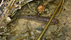 Fundulus confluentus