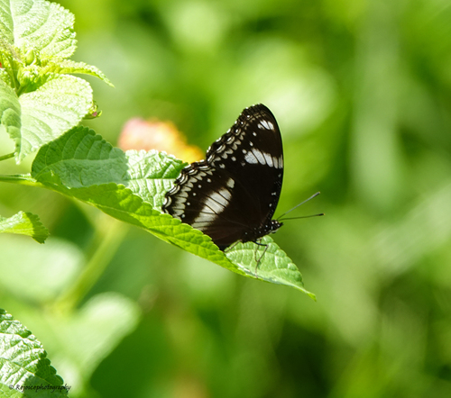Great Eggfly