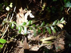 Tmesipteris tannensis