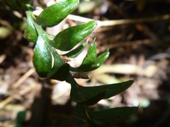 Tmesipteris tannensis
