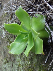 Dudleya stolonifera