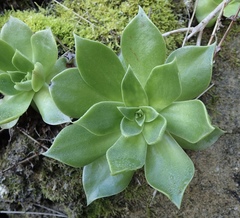Dudleya stolonifera