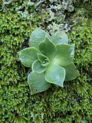 Dudleya stolonifera