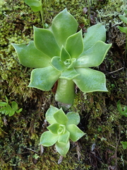 Dudleya stolonifera