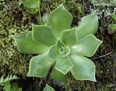 Dudleya stolonifera