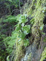 Dudleya stolonifera