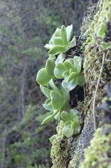 Dudleya stolonifera