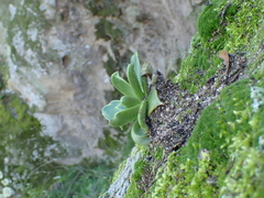 Dudleya stolonifera