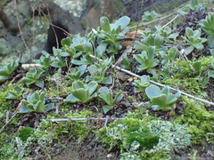 Dudleya stolonifera