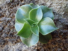 Dudleya stolonifera