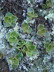 Dudleya stolonifera