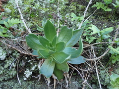 Dudleya stolonifera