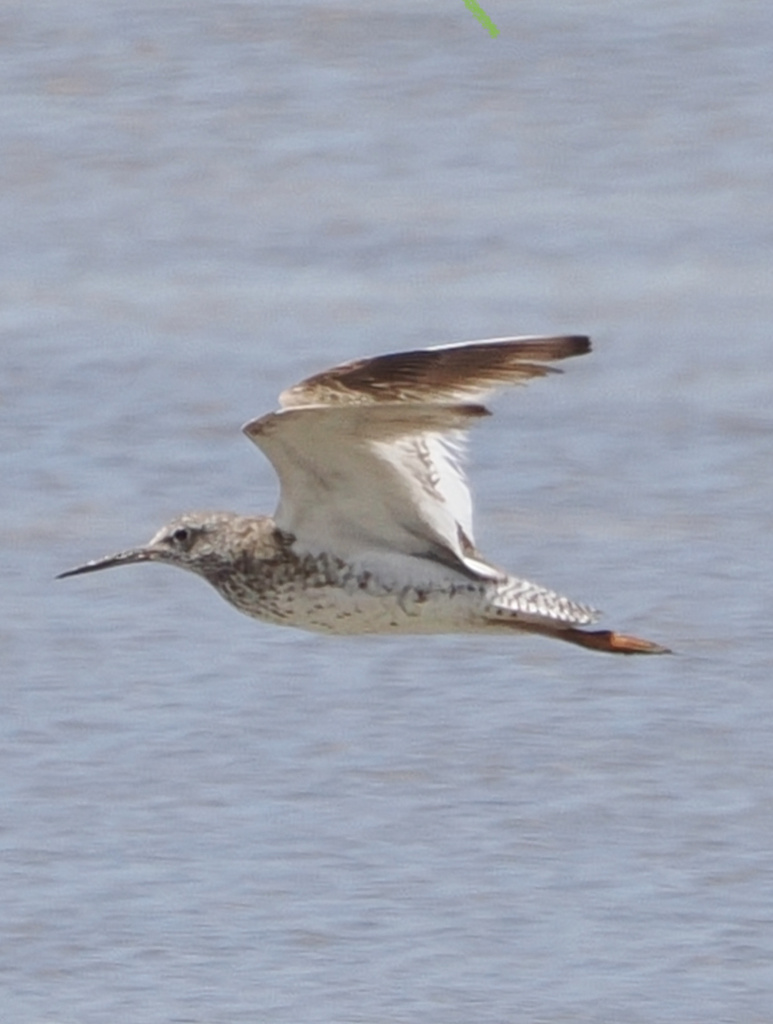 Shanks, Tattlers, and Allies from Mai Po, Yuen Long, New Territories