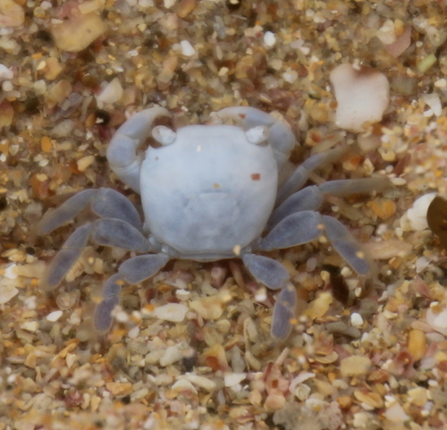 photo of Gulfweed Crab (Planes minutus)