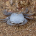 Gulfweed Crab - Photo (c) tangatawhenua, some rights reserved (CC BY-NC)