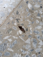 Eugauria albidentata