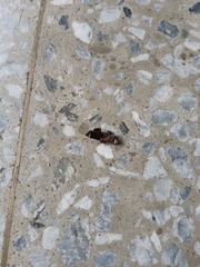 Eugauria albidentata