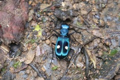 Pseudoxycheila tarsalis