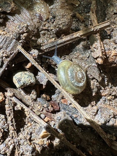 Zonitoides elliotti observed 2023-06-15