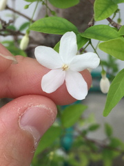Wrightia religiosa