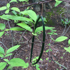 Wrightia religiosa