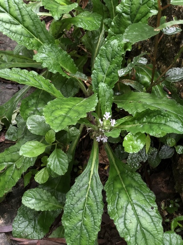 Ajuga taiwanensis iNat (1)