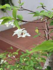 Wrightia religiosa