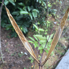 Wrightia religiosa