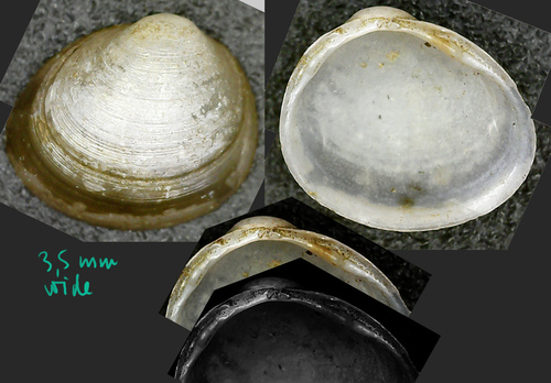 Caserta Pea Mussel