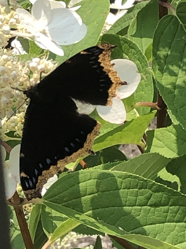 Mourning Cloak from Nesbitt Dr, Toronto, ON, CA on July 17, 2023 at 12