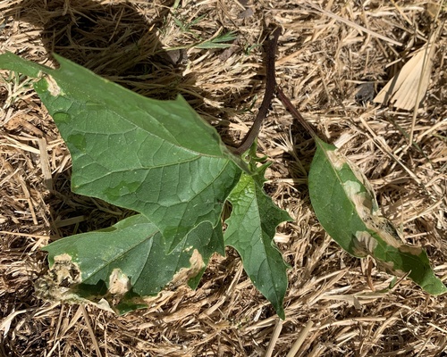 spinach leafminer