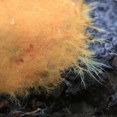 Piloderma