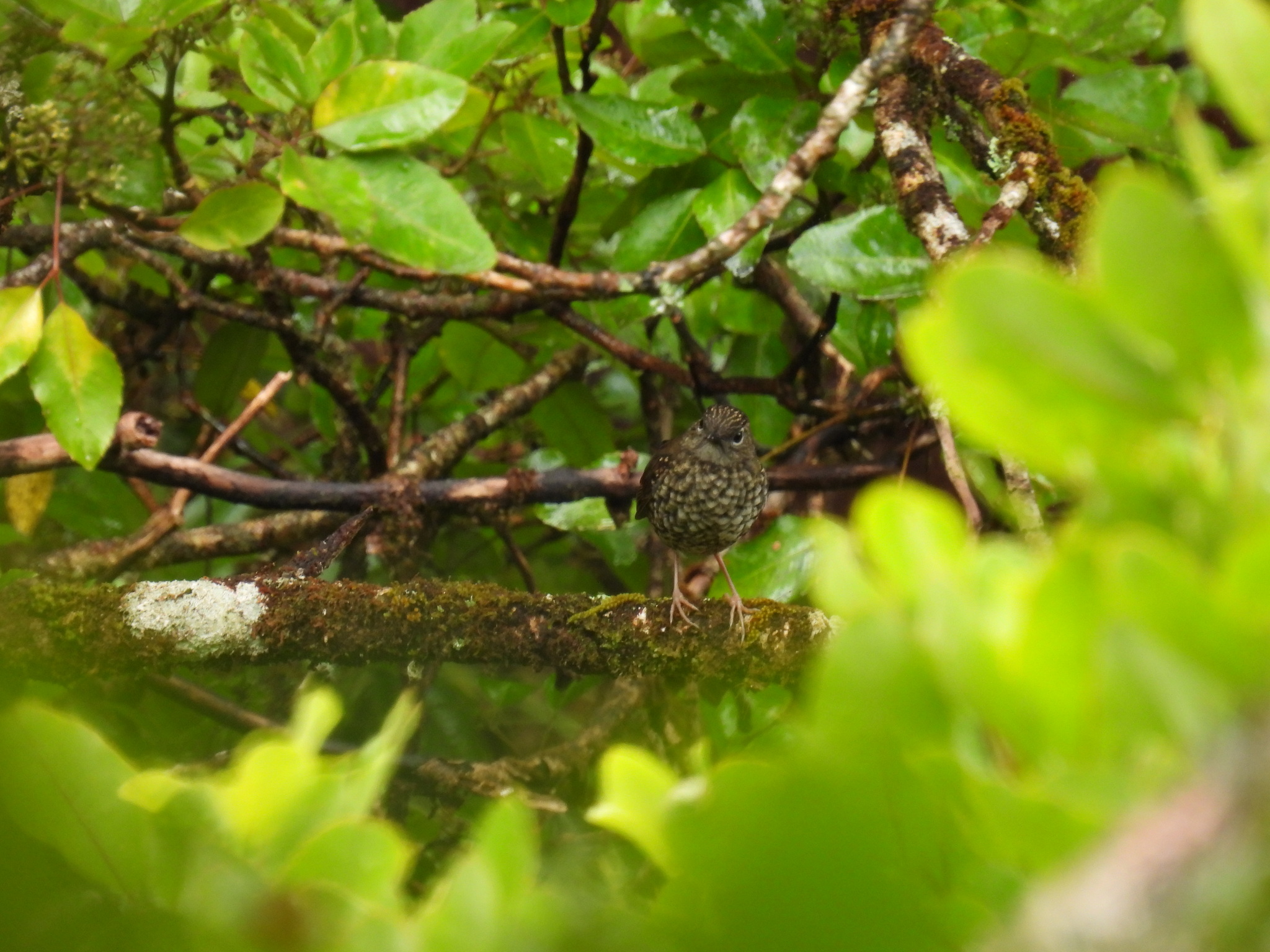 Puaiohi (Myadestes palmeri), photo 3