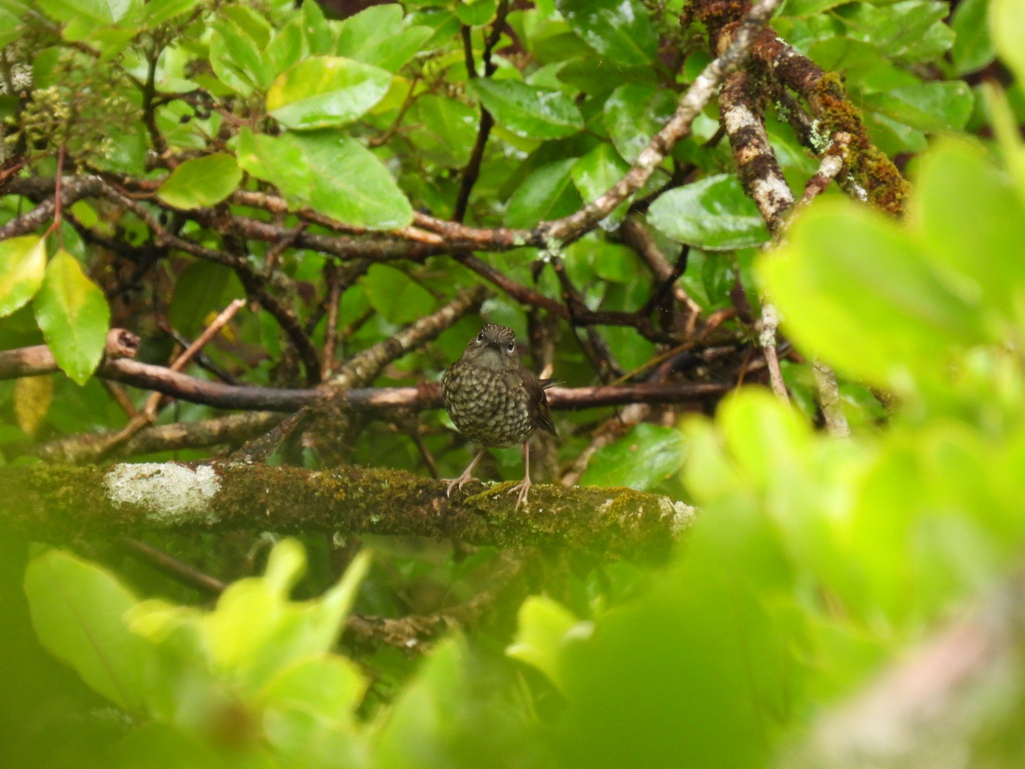 Puaiohi (Myadestes palmeri), photo 4