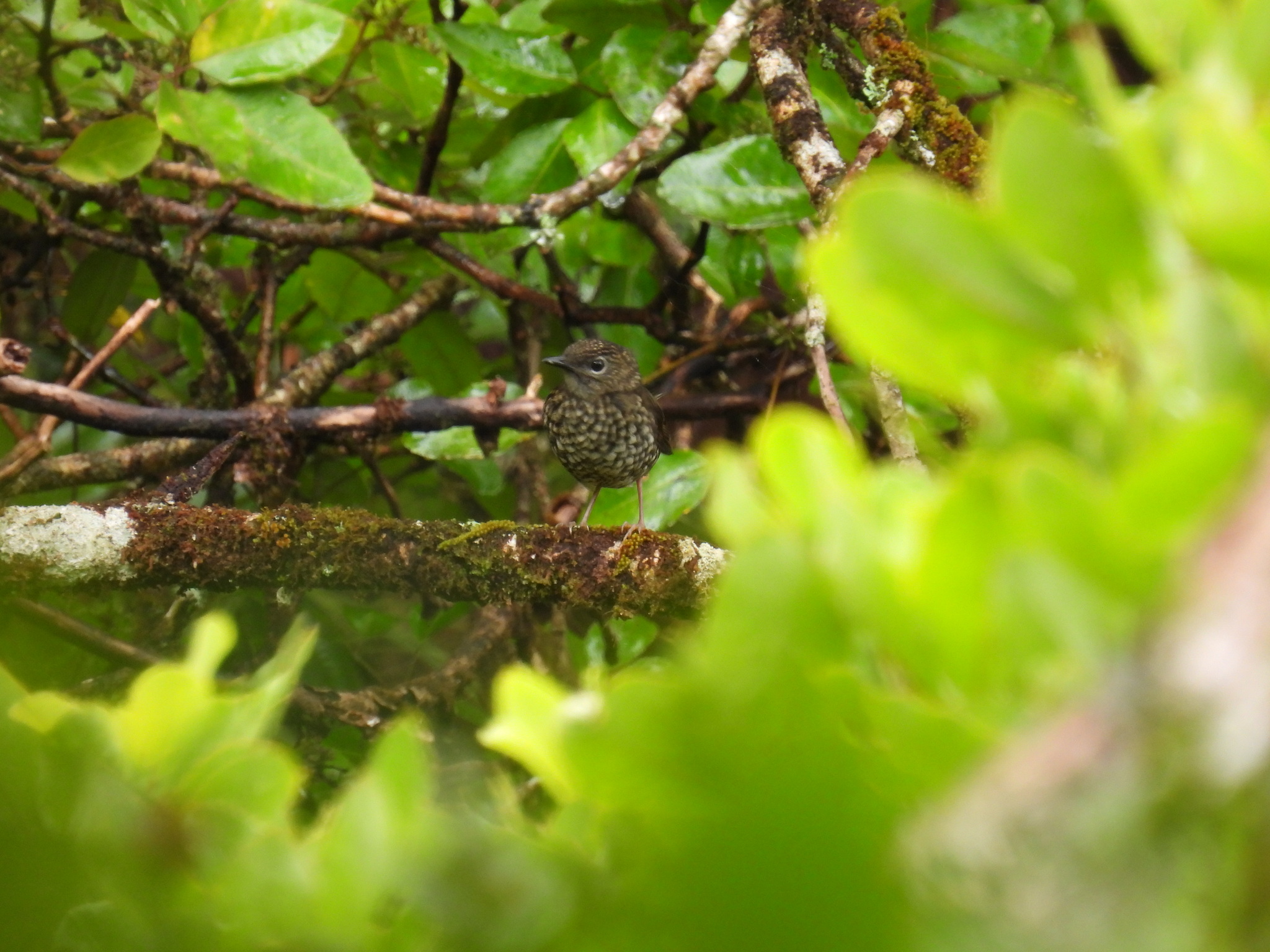 Puaiohi (Myadestes palmeri), photo 10