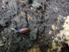 Carabus schoenherri