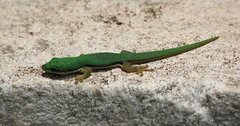 Phelsuma lineata