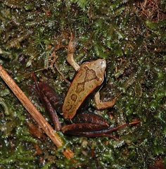 Mantidactylus
