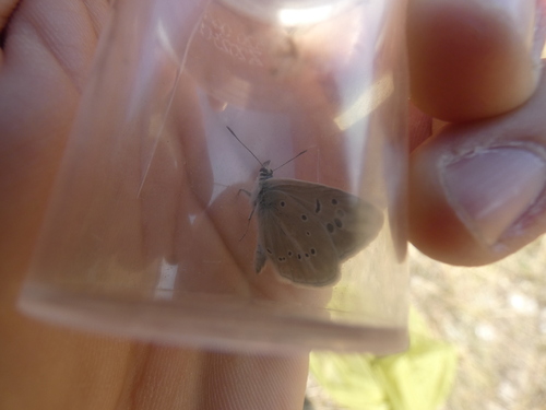 Polyommatus dolus