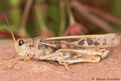 Pardalophora apiculata