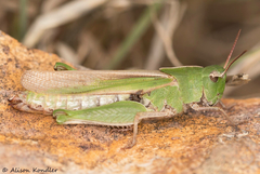 Pardalophora apiculata