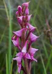 Disa rhodantha