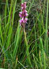 Disa rhodantha