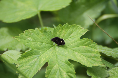 Heliothela wulfeniana